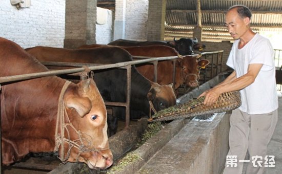 3、一公斤育肥牛西門塔爾日飼料成本是多少