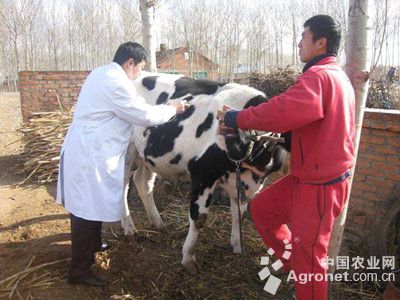 1、奶牛各階段飼料配方